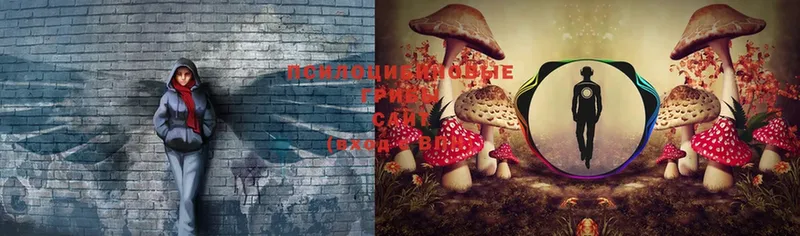 Псилоцибиновые грибы Psilocybe Ершов